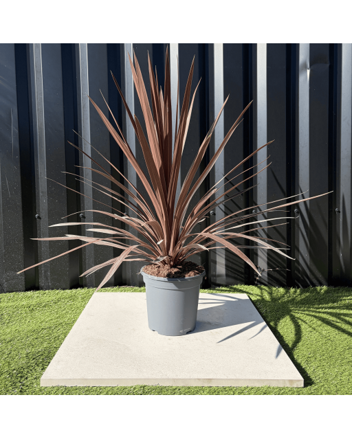 Cordyline Australis Red Star Hauteur 70 cm