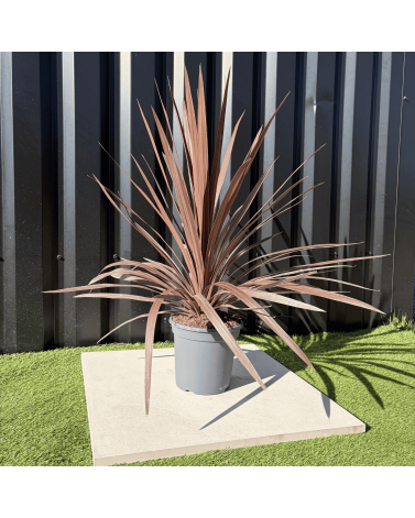 Cordyline Australis Red Star Hauteur 70 cm