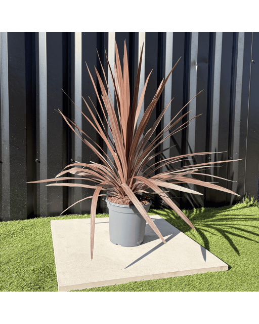 Cordyline Australis Red Star Hauteur 70 cm