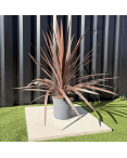 Cordyline Australis Red Star Hauteur 70 cm