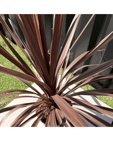 Cordyline Australis Red Star Hauteur 70 cm