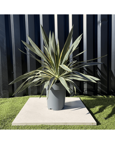 Yucca Gloriosa Variegata Hauteur 50 cm