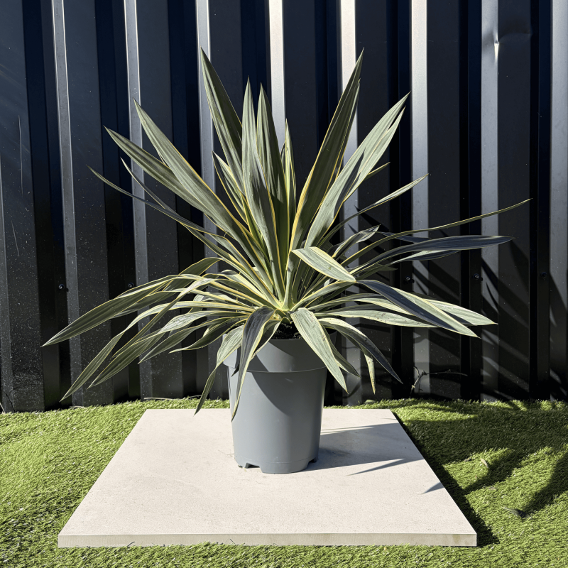 Yucca Gloriosa Variegata Hauteur 50 cm