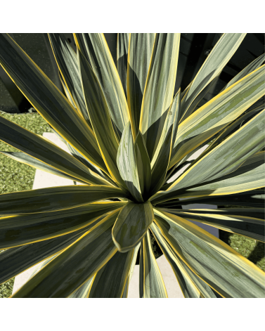Yucca Gloriosa Variegata Hauteur 50 cm