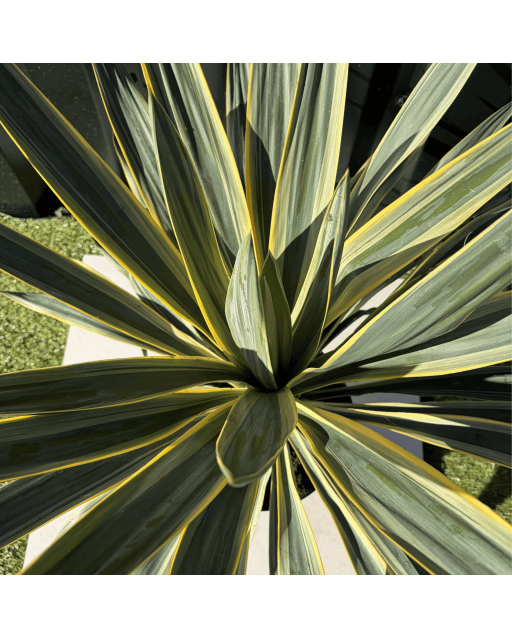 Yucca Gloriosa Variegata Hauteur 50 cm