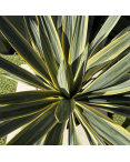 Yucca Gloriosa Variegata Hauteur 50 cm