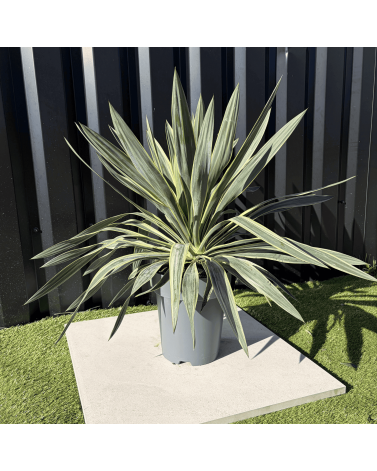 Yucca Gloriosa Variegata Hauteur 50 cm