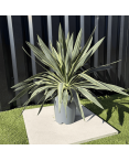 Yucca Gloriosa Variegata Hauteur 50 cm