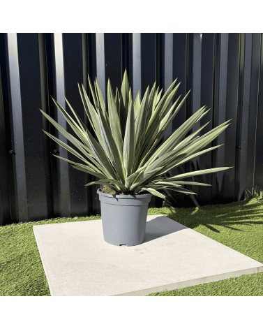 Yucca Gloriosa Variegata Hauteur 40 cm
