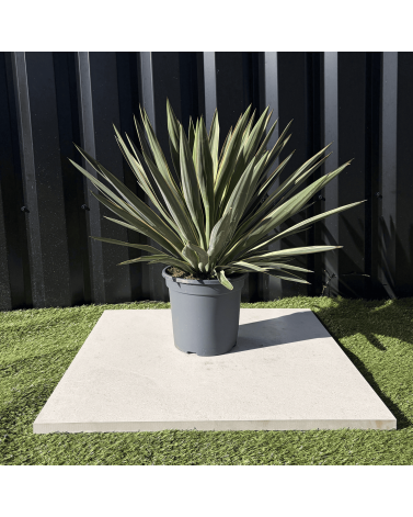 Yucca Gloriosa Variegata Hauteur 40 cm