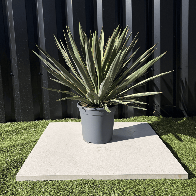 Yucca Gloriosa Variegata Hauteur 40 cm