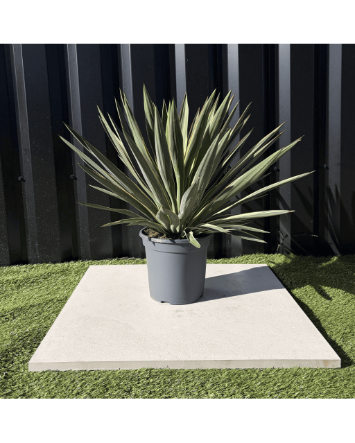 Yucca Gloriosa Variegata Hauteur 40 cm