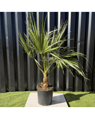 Palmier Washingtonia Robusta H.100 cm