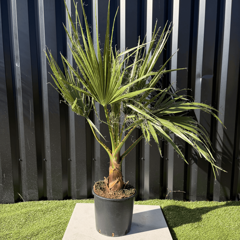 Palmier Washingtonia Robusta H.100 cm