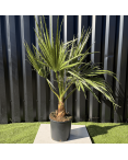 Palmier Washingtonia Robusta H.100 cm