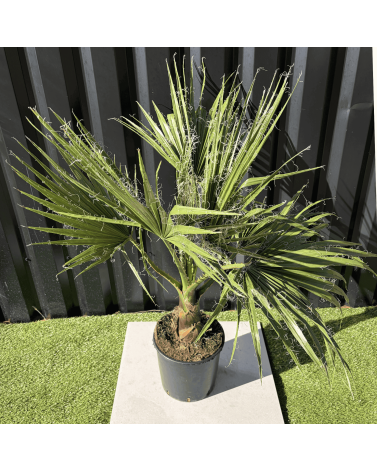 Palmier Washingtonia Robusta H.100 cm