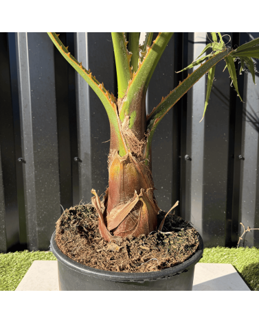 Palmier Washingtonia Robusta H.100 cm