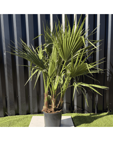 Palmier Washingtonia Robusta Multitroncs Hauteur.140 cm