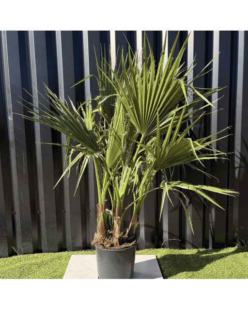 Palmier Washingtonia Robusta Multitroncs Hauteur.140 cm