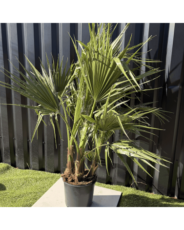 Palmier Washingtonia Robusta Multitroncs Hauteur.140 cm