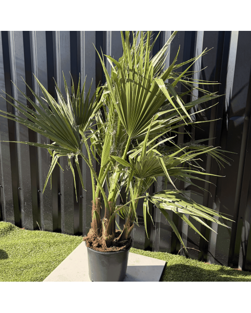 Palmier Washingtonia Robusta Multitroncs Hauteur.140 cm