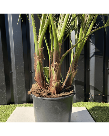 Palmier Washingtonia Robusta Multitroncs Hauteur.140 cm