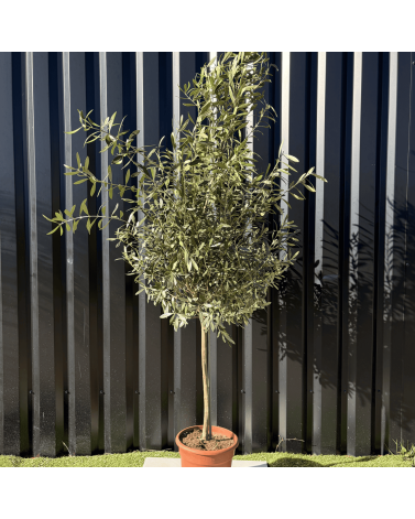 Olivier Europaea sur Tige Pot 10 litres