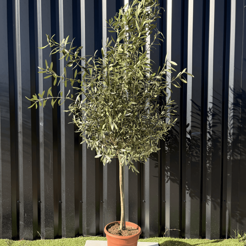 Olivier Europaea sur Tige Pot 10 litres