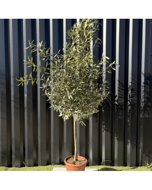 Olivier Europaea sur Tige Pot 10 litres