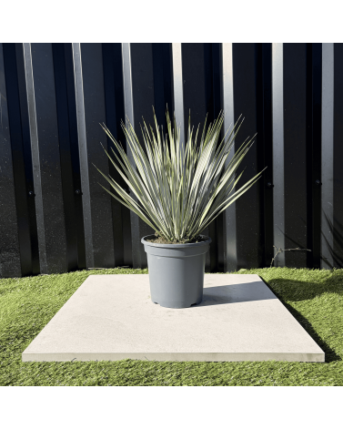 Yucca Rostrata H.50 cm