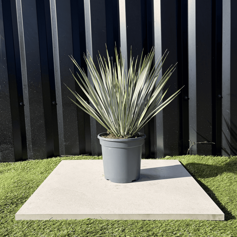 Yucca Rostrata H.50 cm