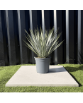 Yucca Rostrata H.50 cm