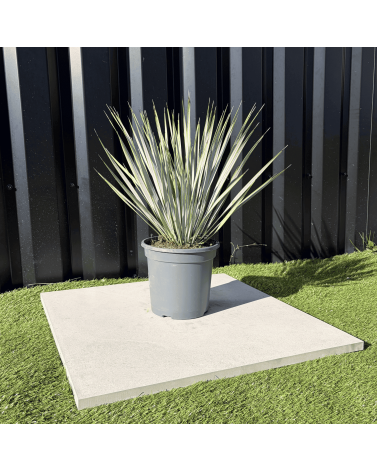 Yucca Rostrata H.50 cm