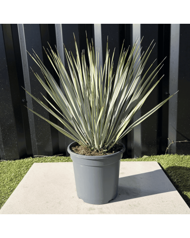 Yucca Rostrata H.50 cm