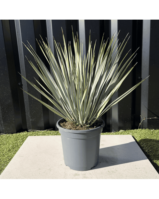 Yucca Rostrata H.50 cm