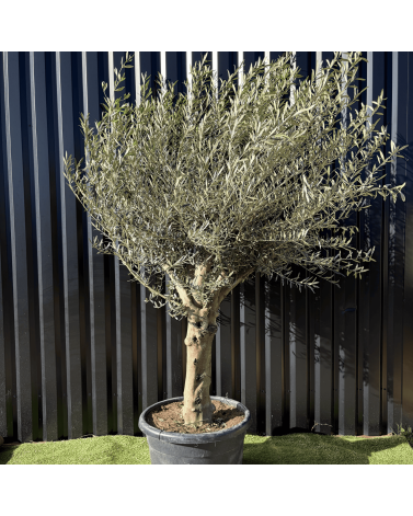 Olivier Europaea Tronc de 40/60 cm de Diam Pot 100 litres