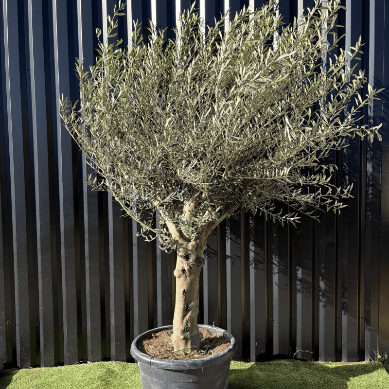 Olivier Europaea Tronc de 40/60 cm de Diamètre Pot 100 litres