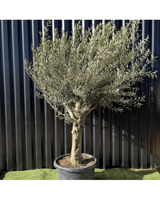 Olivier Europaea Tronc de 40/60 cm de Diam Pot 100 litres