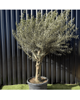 Olivier Europaea Tronc de 40/60 cm de Diamètre Pot 100 litres