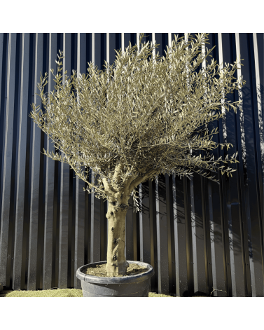 Olivier Europaea Tronc de 40/60 cm de Diamètre Pot 100 litres
