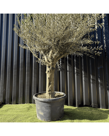 Olivier Europaea Tronc de 40/60 cm de Diamètre Pot 100 litres