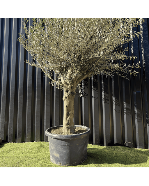 Olivier Europaea Tronc de 40/60 cm de Diamètre Pot 100 litres