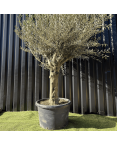 Olivier Europaea Tronc de 40/60 cm de Diamètre Pot 100 litres
