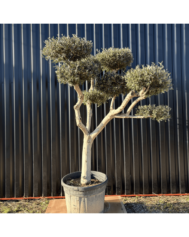 Olivier Europaea Plateau Pot 230 litres