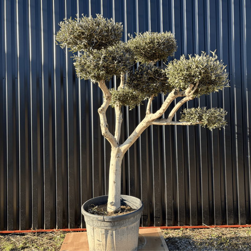 Olivier Europaea Plateau Pot 230 litres