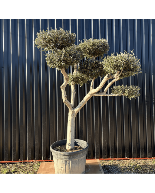 Olivier Europaea Plateau Pot 230 litres