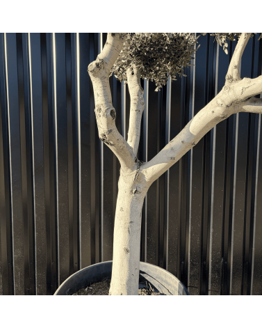 Olivier Europaea Plateau Pot 230 litres