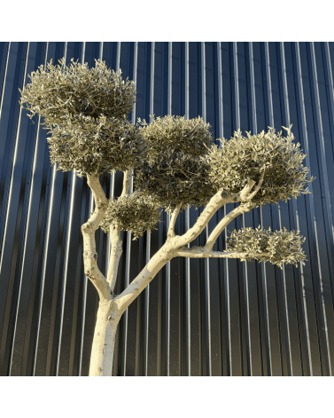 Olivier Europaea Plateau Pot 230 litres