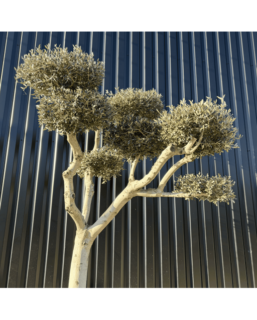 Olivier Europaea Plateau Pot 230 litres