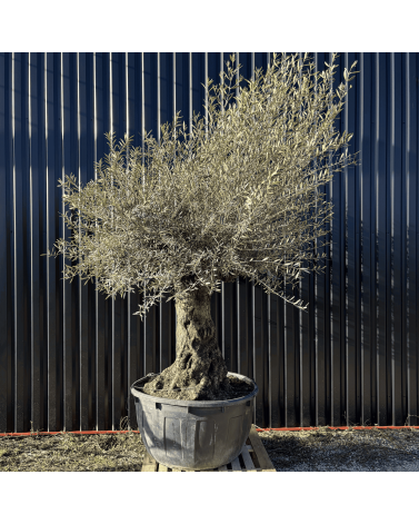 Olivier Europaea Tronc de 100/120 cm de Diamètre Pot 500 litres